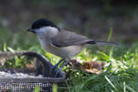 Woodpecker at Clachan Cottage self catering in Dumfries & Galloway